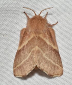 Adult moths are brown in color.