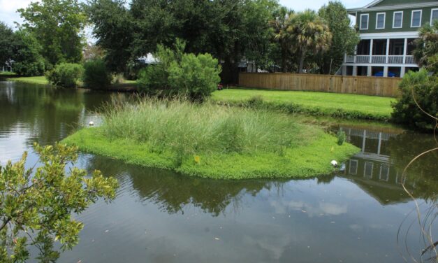 Maintaining Your Floating Wetland