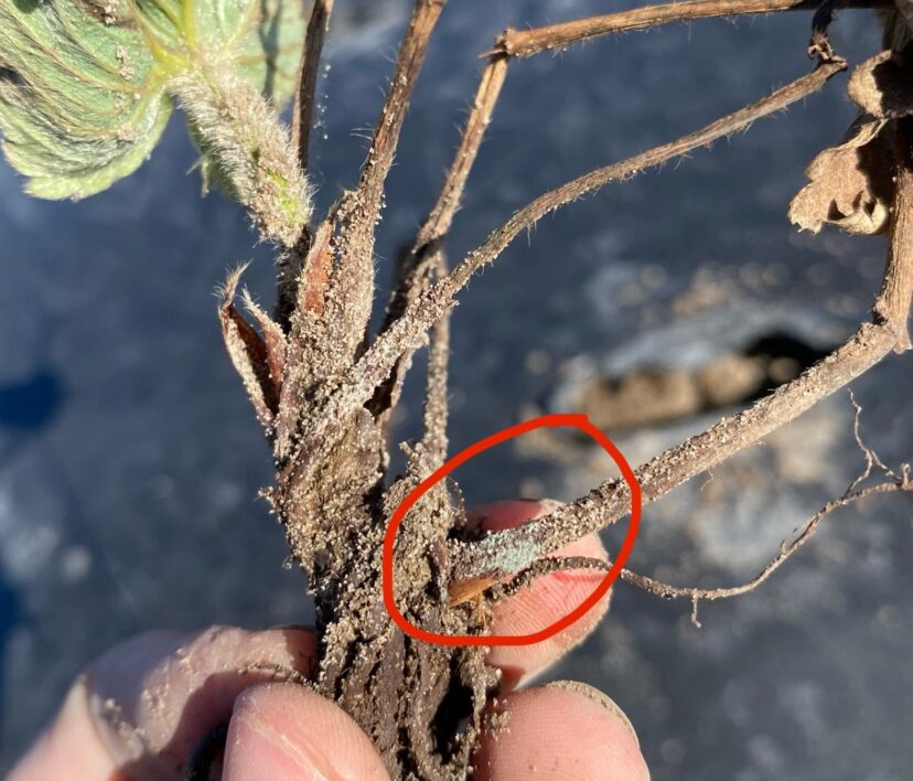 Blue/grey botrytis spores seen on a strawberry cut off.