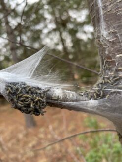 Breaking open an eastern tent caterpillar tent will reveal a mass of caterpillars.