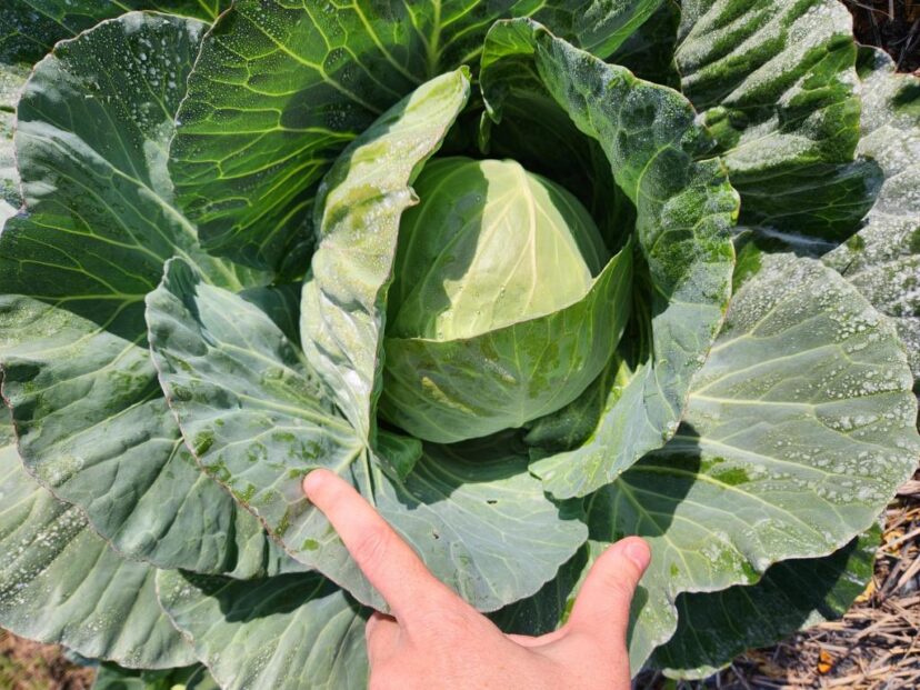 Cabbage is coming in with good yields.