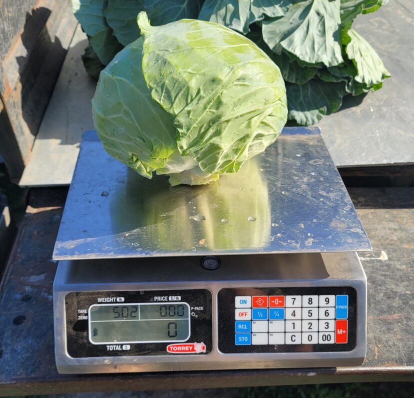 Cabbages are coming in with excellent head weight.