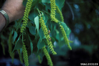 Chinese tallowtree (Triadica sebifera) flowers.