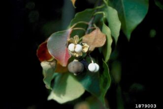 Chinese tallowtree (Triadica sebifera) ripened fruit with tallow coating; foliage just starting to change.