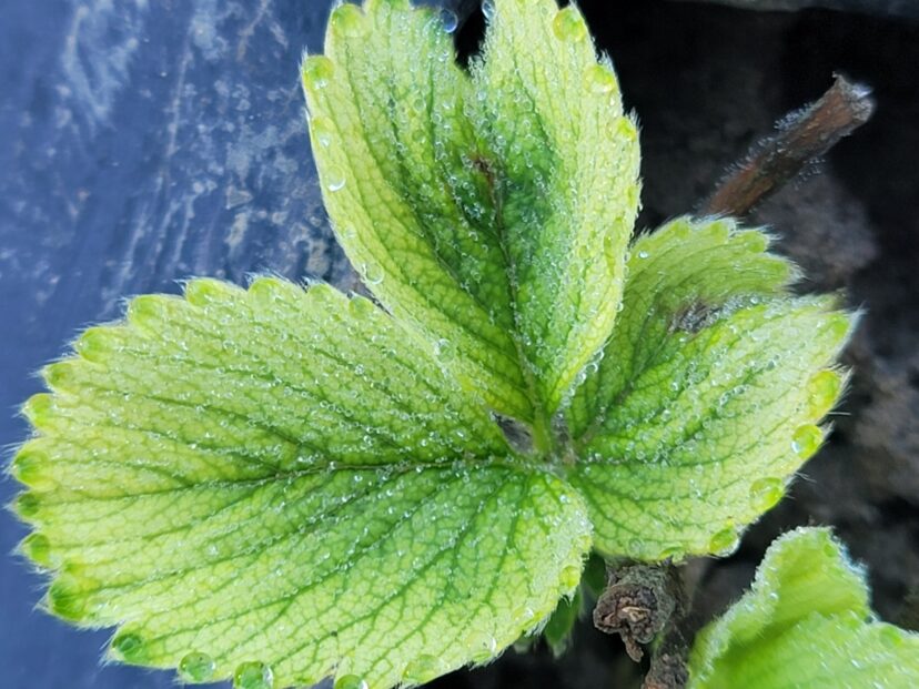 Chlorosis of new strawberry leaves.