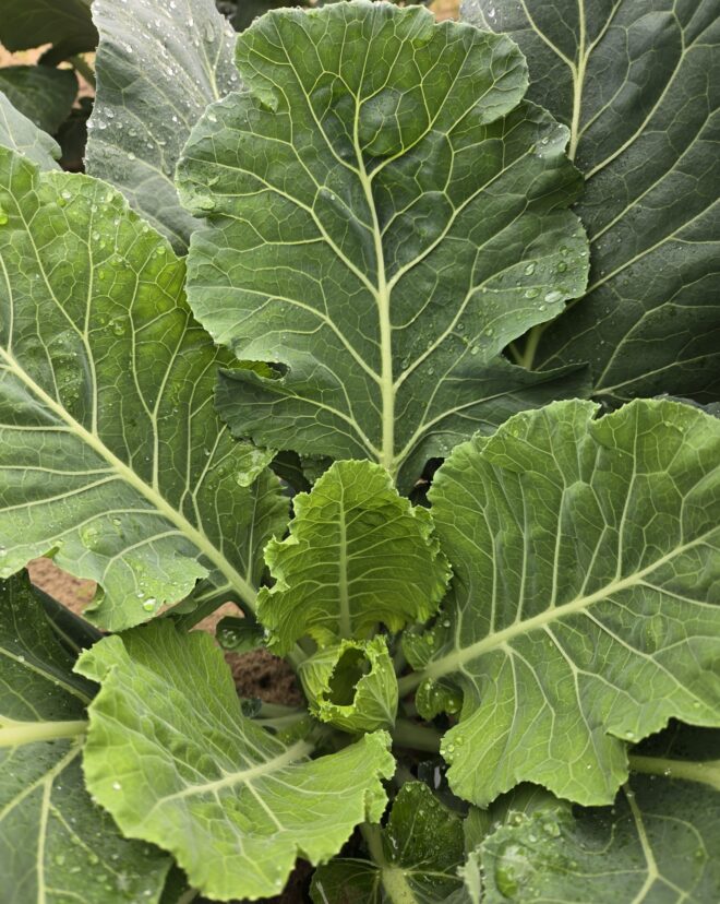 Collards are looking great in the Midlands.