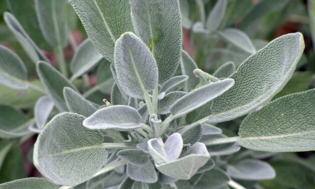 Sage: The Wisest Herb