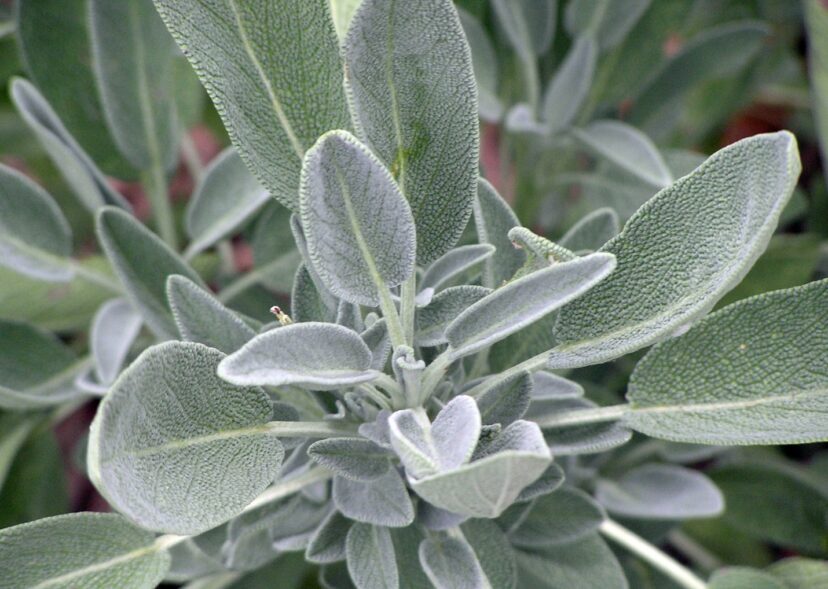 Common Sage (Salvia officinalis) is a culinary herb and attractive garden plant.
