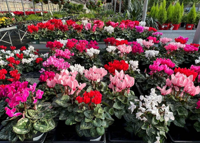 Cyclamen spruce up even the dreariest of days and add holiday cheer.