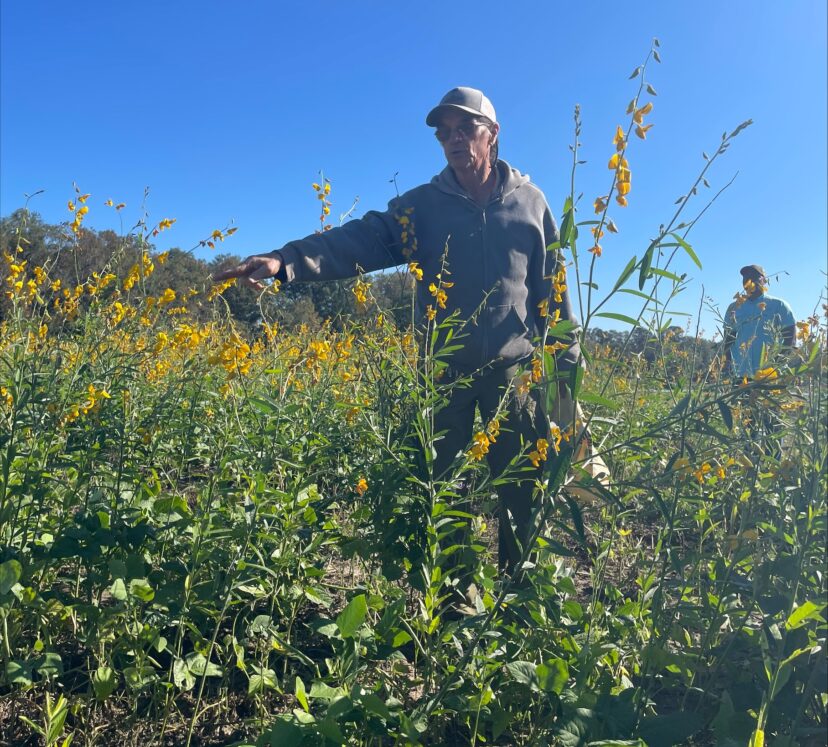 Dr. Gilbert Miller discussed summer cover crop mixture before demonstrating termination and mulch application at Edisto REC field day.