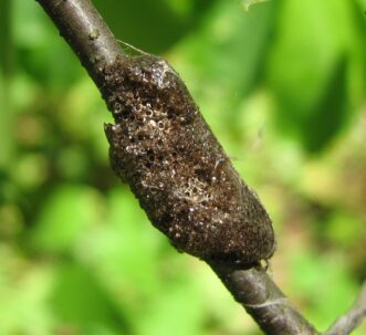 Eastern tent caterpillar egg masses are dark in color and located on small twigs.