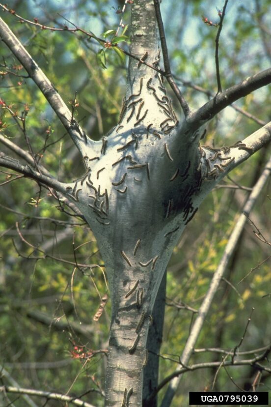 Eastern tent caterpillar nests are often created where branches meet the stem.