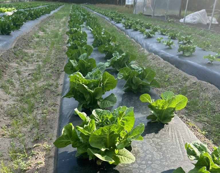 Fall lettuce is looking great and should be harvested soon.