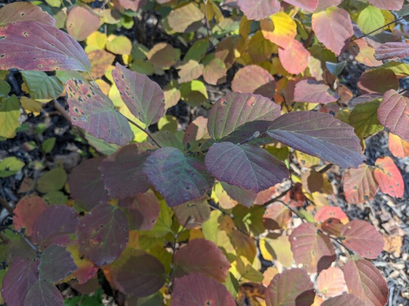 Fothergilla ‘Mount Airy’ leaves are blue-green in the spring and summer, then turn into shades of yellow, orange, red, and purple in the fall.