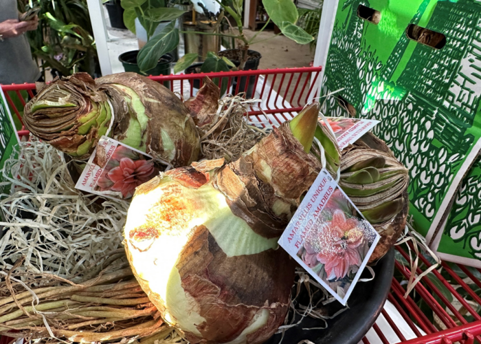It's time to start your amaryllis!