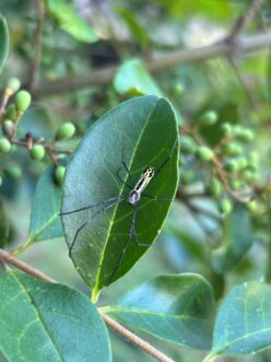 Juvenile Jorō spiders often resemble other native orbweavers found in eastern North America and may escape notice until they are larger. Their abdomen has shades of white, black, and yellow patterning that changes as they develop.