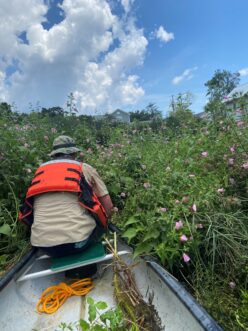 Maintaining a floating wetland by canoe