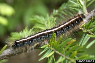 Mature eastern tent caterpillars have a distinct white stripe down their back.