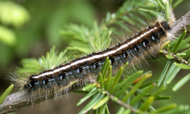 Eastern Tent Caterpillar
