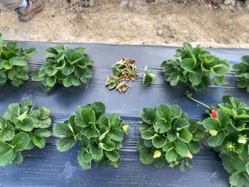 Medallion plants are producing now for fall production. They have a nice flavor, even with light red color. It has a conical shaped fruit but is not as firm as Camarosa.