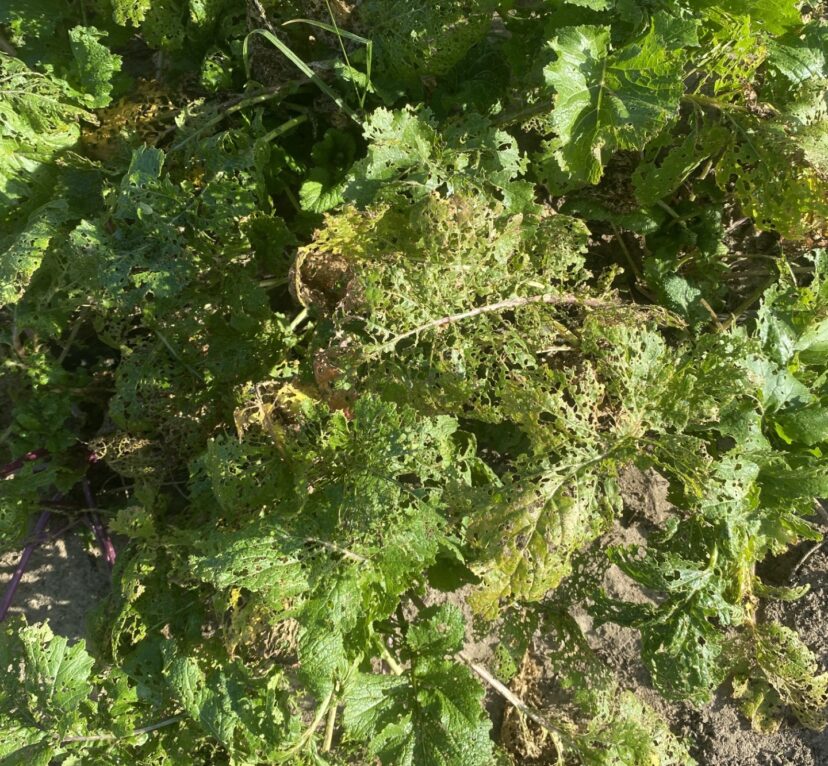 Mustard greens torn up by yellow-margined leaf beetles.