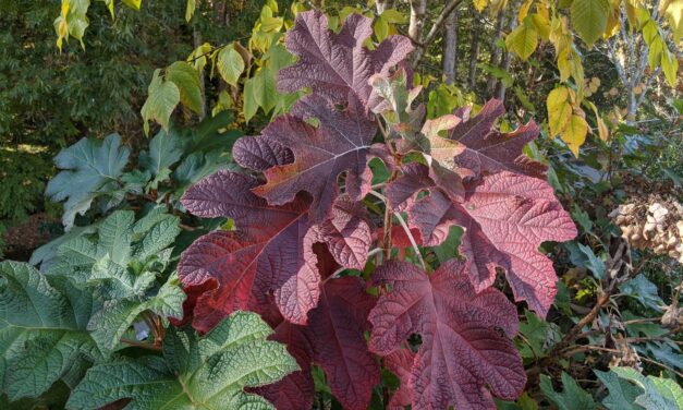 Shrubs For Fall Color