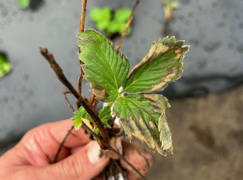 Odd symptoms on 3-week-old strawberry bare root plants.