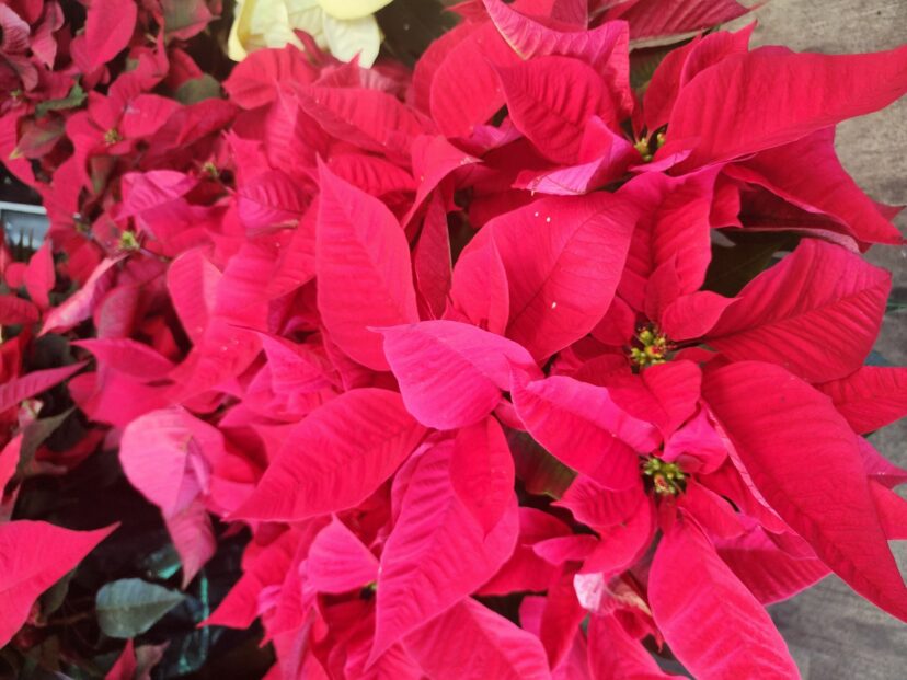 Poinsettia is the quintessential holiday plant.