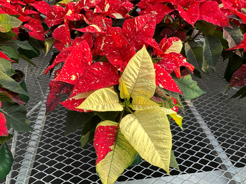 Poinsettias are native to southern Mexico and Central America.