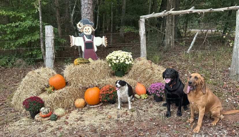 Pumpkins make a great addition to any fall display by adding unique characteristics from the different varieties.