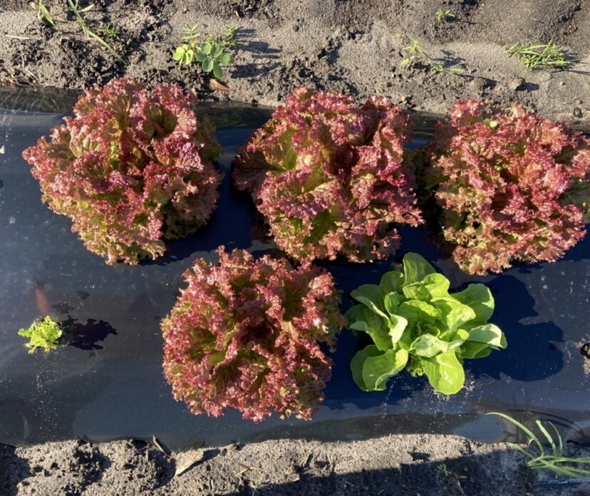 Red Russian and Bib Lettuce are almost ready for harvest.