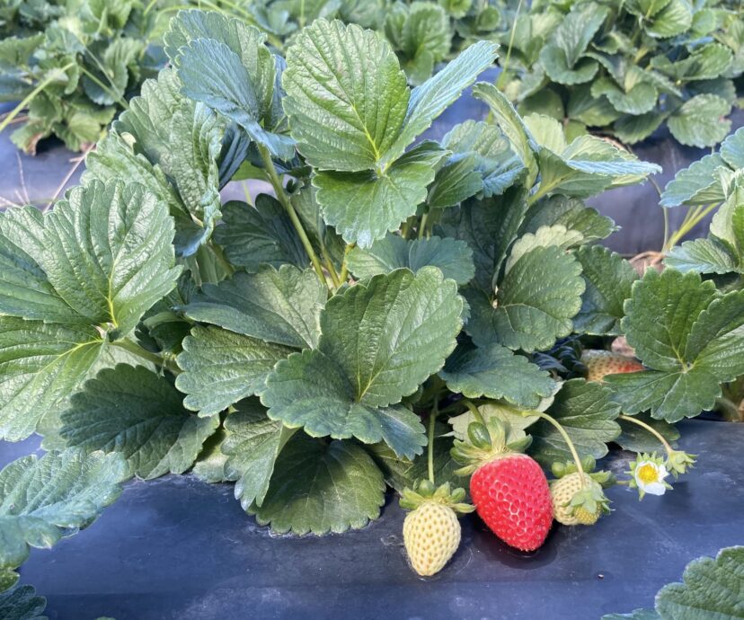 San Andreas variety is at the beginning of harvest.