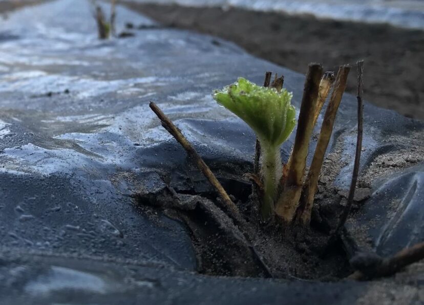 Strawberry cut-offs are pushing out with great growing weather despite the lack of rain.