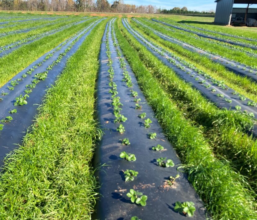 Strawberry plants should have 2-3 crowns going into winter.