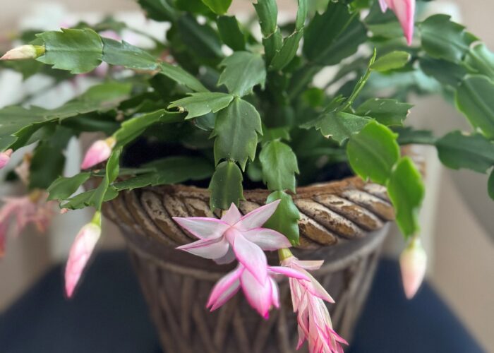 Thanksgiving Cactus in bloom.