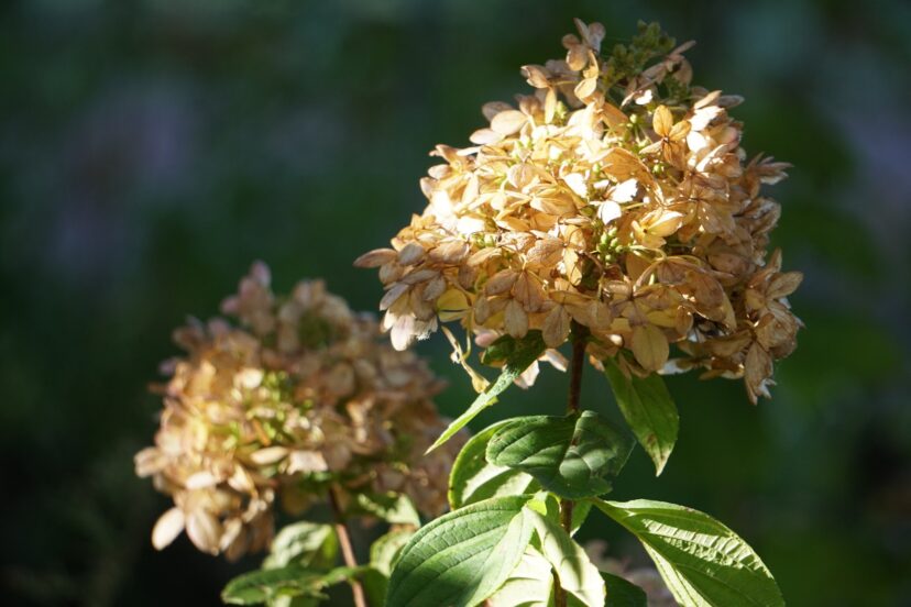 The dried flowers of Little Lime® panicle hydrangea (Hydrangea paniculata ‘Jane’ USPP22,330) turn papery brown in the fall and provide interest throughout winter.