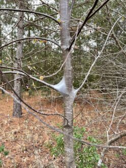 Thin lines of webbing may be visible on trees with eastern tent caterpillar tents; these tents are typically where the branch meets the main tree stem.