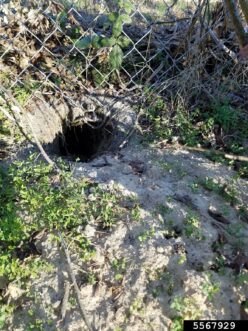 Nine banded Armadillo burrow. 