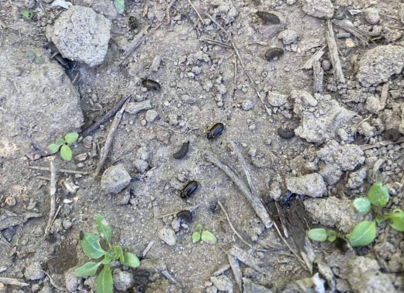 Yellow-margined leaf beetle adults and larvae on the ground after being knocked off the plants.