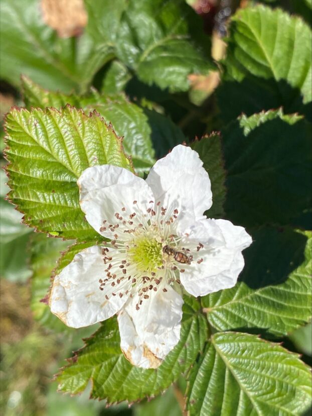 A hover fly visiting a blackberry flower. These bee-mimicking flies are pollinators as adults and beneficial predators as larvae.