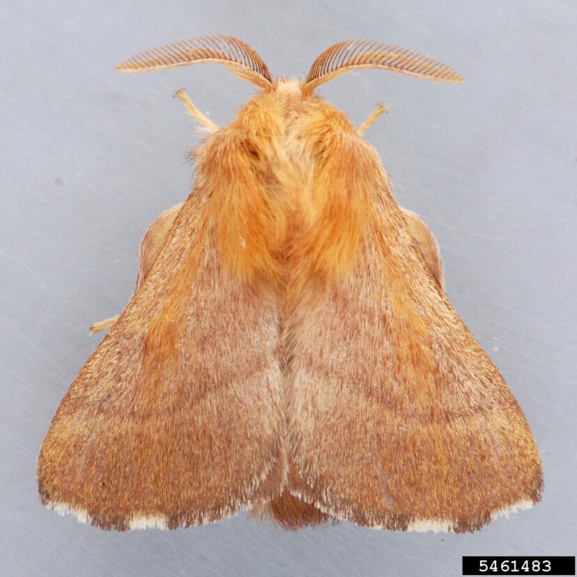 Adult moths are about 1” across and brown in color.