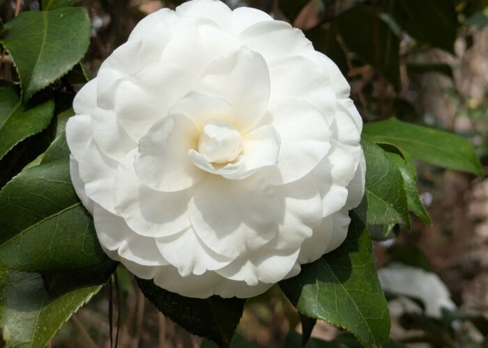 Alba Plena Camellia (Camellia japonica ‘Alba Plena’).