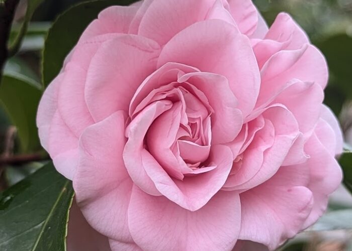 Ave Maria Camellia (Camellia japonica ‘Ave Maria’).