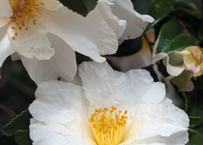Dawn Camellia (Camellia vernalis 'Dawn')