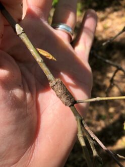 Forest tent caterpillar egg masses are brown in color and wrapped around small twigs. In this photo, the little holes indicate the eggs have hatched.