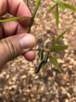 Forest tent caterpillars start out small and have distinct white markings down the center of the body that resemble keyholes or boot prints.
