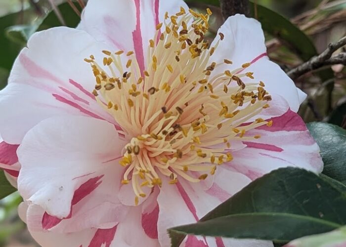Gay Chieftain Camellia (Camellia japonica ‘Gay Chieftain’).