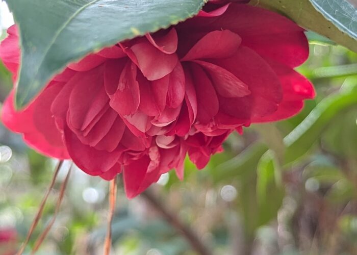 Governor Mouton Camellia (Camellia japonica ‘Governor Mouton’).