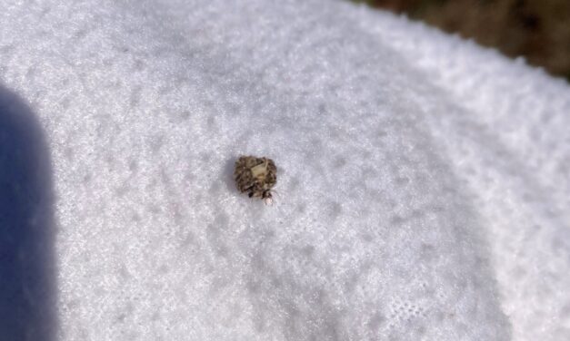 Question of the Week – Lacewing Larva