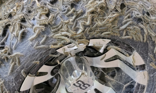 Forest Tent Caterpillar